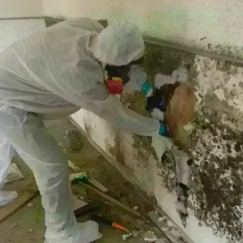 Mold Remediation and Removal in Buchanan County, IA